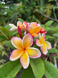 Image result for Plumeria rubra