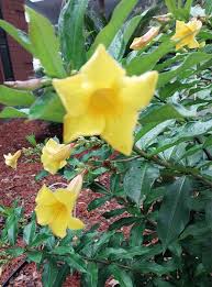 Image result for Allamanda schottii