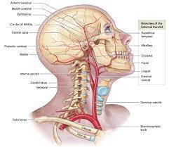 Cadaveric angiographic and dissection studies have demonstrated that the external and internal carotids are the main arterial sources for the head and neck regions. Figure Drawing Of The Arteries In The Head And Neck Shown As Seen Download Scientific Diagram