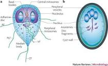 Image result for giardia