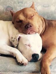 Cute Animals Small Baby Animals Funny Cute Animals Pets