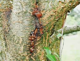 Plum trees are normally relatively sappy trees, so a little sap leaking from plum trees may not be reason for alarm. Plum Tree Oozing Sap Reasons For Sap Leaking From Plum Tree