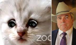 He even assures the judge: Texas Lawyer Who Became A Viral Hit After A Using A Kitten Zoom Filter Is Happy To Laugh At Mishap Daily Mail Online
