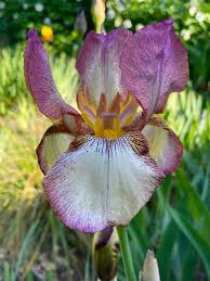 Bearded iris 'Benton Deidre'