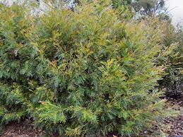This hybrid is the result of the cross between grevillea banksii and g. Grevillea Red Hooks Gardening With Angus