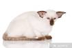 Siamese Kittens For Sale by Reputable Breeders | Pets4You