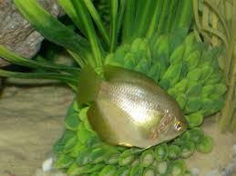 Female Dwarf Gourami Fish Breeding Female Dwarf Aquarium Fish