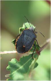 Image result for Coleochloa virgata