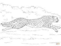 In fact, cheetah is the fastest land animal with the highest speed recorded around 68 to 75 mph (or 109 to 120 km/h). Running Cheetah Coloring Page Free Printable Coloring Pages Coloring Home