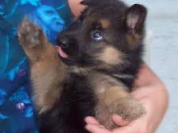 So you're in good company here. German Shepherd Puppies In Minnesota