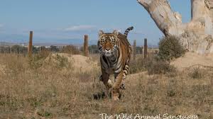 A team rescued nearly 40 tigers and three black bears from the wynnewood exotic animal park, a private zoo owned by joe exotic in oklahoma. Colorado S Wild Animal Sanctuary Named 2019 Top Rated Nonprofit The Grey Area News