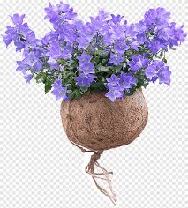 Maybe you would like to learn more about one of these? Bellflower Family Dalmatian Bellflower Clustered Bellflower Peach Leaved Bellflower Plant Plant Purple Blue Png Pngegg