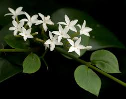 Image result for Carissa bispinosa