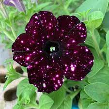 37 Fascinating Photos Of The World Night Sky Petunia Petunias Grow Flower Seeds
