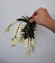 Image result for Aerangis