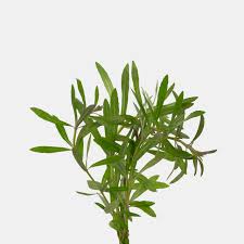 Image result for Pogostemon