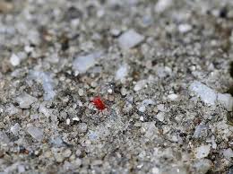 Image result for red mite