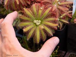 Image result for Crepidorhopalon droseroides