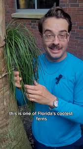 Image result for Vittaria