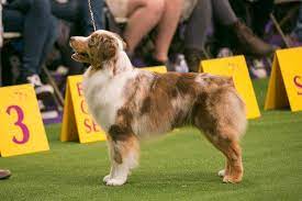 You can expect a miniature australian shepherd to. Facts On The Miniature Australian Shepherd Dog Breed