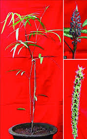 Image result for Uraria picta