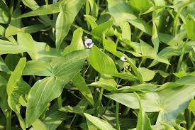 Image result for Butomopsis latifolia