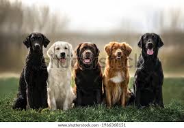 Image result for curly coated retrívr