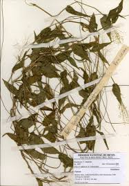 Image result for Panicum brevifolium