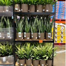 I live in the chicago area. These 15 Snake Plants At Costco Can Help Clean The Air In Your Home Eatingwell