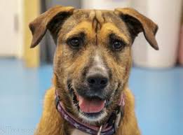 Adoptable 9-week-old shepherd mix puppy