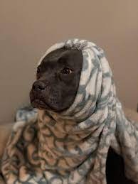 Vet Recommended Pet Products At Low Prices Alpha Paw Pets Cute Animals Cute Animal Pictures