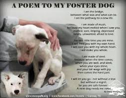 Foster Dogs Quotes Poem To My Foster Dog Motivation Sayings Phrases Foster Dog Foster Dog Mom Dog Poems