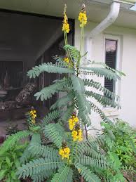 Image result for Senna didymobotrya