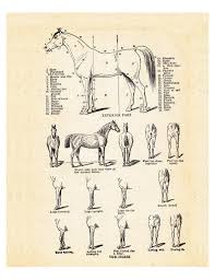 Vintage Horse Print Horse Anatomy And Parts Chart