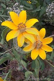 This Flower Is Part Of The Aster Family Named Tickseed Sunflower They Grow Wild In The Countryside And Along Roads Yellow Wildflowers Wild Plants Wild Flowers