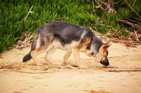 These intelligent canines are known for their jobs as police assistants, search and rescue pups, contraband sniffers, service dogs and more. Napa Valley German Shepherd Rescue In Napa California