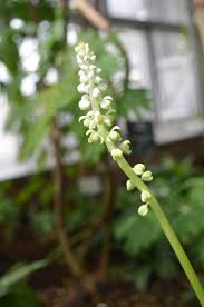 Image result for Drimiopsis botryoides