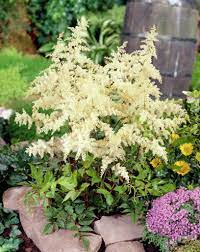 False Spirea Brautschleier Hybrid Astilbe Brautschleier Astilbe Perennials Plants