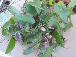 Image result for Dioscoreaceae