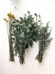 Billy Balls And Eucalyptus For A Tall Bouquet Dried Flowers How To Wrap Flowers Eucalyptus Bouquet Diy