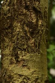 Image result for Grewia arborea