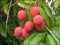 We did not find results for: Plant Id Fruits Nuts Lychee Florida Master Gardener Volunteer Program University Of Florida Institute Of Food And Agricultural Sciences