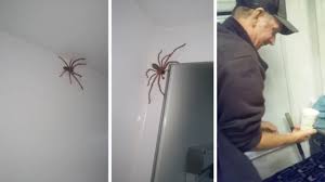 How are spiders able to get into your home? Couple Fails At Catching Huntsman Spider Youtube