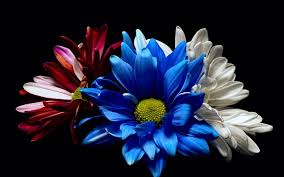 Maybe you would like to learn more about one of these? Wallpaper Blue White And Red Gerbera Flowers Black Background 2560x1600 Hd Picture Image