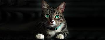 A friend tells me that his cats adore sheba, preferring it to any other canned cat food. Sheba Cat Food Reviews 2021 Catpet Club