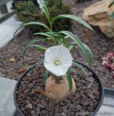 Image result for Ipomoea welwitschii
