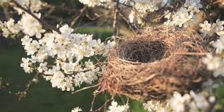 Flowers that attract birds and butterflies. How To Create A Butterfly Garden Attract Birds To Your Garden