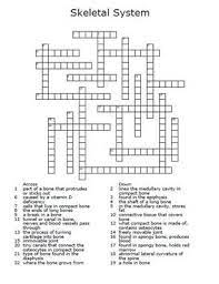 Anatomical name for fingers and toes (9). Skeletal System Crossword Puzzle By The Teacher Team Tpt