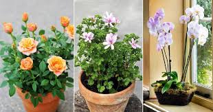 Families will stop at these gallis before heading to the temple to worship. 15 Best Fragrant Houseplants In India India Gardening
