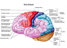 Enjoying Music Is Deeply Rooted Within Brain Actitivity Say What Rusty Knuckles Motors And Music For True Gri Brain Diagram Human Brain Cerebral Cortex